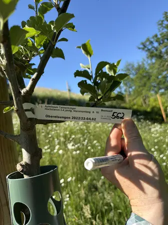 Foto treephoto-zfkjgdh9u7uxihlcsutof5pk.jpeg