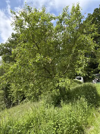 Foto treephoto-cdq9qd5qafhsgsqa0e8fsizn.jpeg