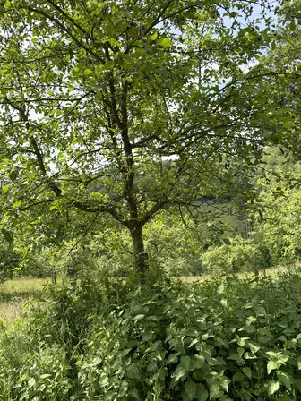 Foto treephoto-t18ca0str6xq2j88rfvxg8ht.jpeg