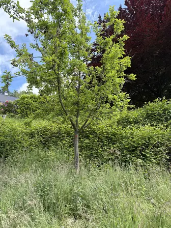 Foto treephoto-zkze8ki798q2fgtmr60f35xg.jpeg