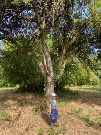 Foto treephoto-alvm12nrs8gfyj7p1kdak4gy.jpeg
