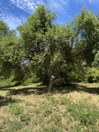 Foto treephoto-g49xelbk5hbs9qotfsfvenqd.jpeg