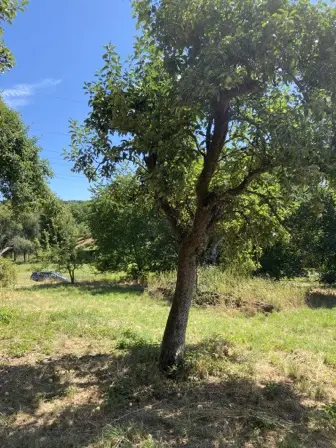 Foto treephoto-y5e4at6dvnpysbjlm6ukbu4s.jpeg