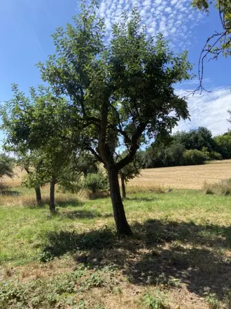 Foto treephoto-yjaj3qijftaf6av7urirgfwi.jpeg