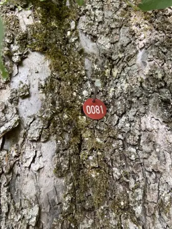 Foto treephoto-zon48ug3vl0pxyyi1mr44442.jpeg