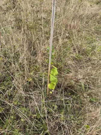 Foto treephoto-chwgkdqph8ddqsm4bnuf6jvv.jpeg