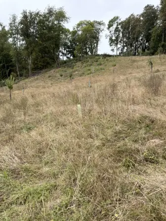 Foto treephoto-hj5zdas325tcjptg2ul1e3ej.jpeg