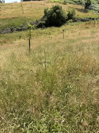 Foto treephoto-hwzob1qesqjv75obrylqoh3f.jpeg
