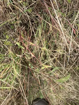 Foto treephoto-k0r544uolvfedc8fc951igrq.jpeg