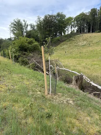Foto treephoto-e22vc1wlbs8o4zklfi9f0256.jpeg