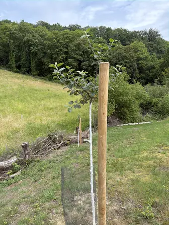 Foto treephoto-g91td8a4ecv282x12zbdhcob.jpeg