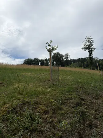 Foto treephoto-o4vqaw3e1k12ejmmtxhi31bh.jpeg