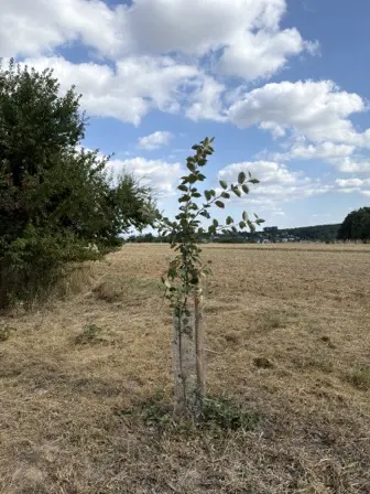 Foto treephoto-bcwdhlv4x73e8swgvs90pccr.jpeg