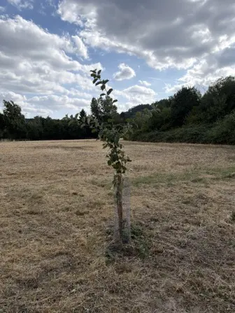 Foto treephoto-lyl2y81lg9nttmrbhovbmzji.jpeg