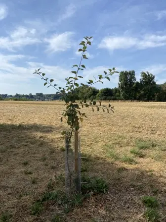 Foto treephoto-mx0100y0hlphb2hh91cd016k.jpeg