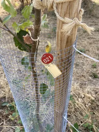 Foto treephoto-xdbvzko4gilocmqq025q9gxe.jpeg