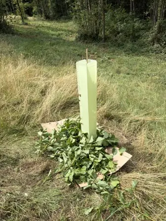 Foto treephoto-cd7d4c4xw6wb69nudbjg7iib.jpeg