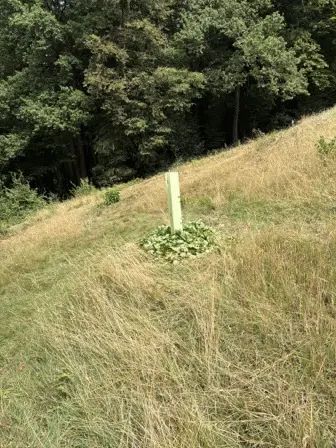 Foto treephoto-obheat4pv4e1as0dyc7dmvdx.jpeg