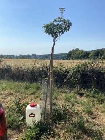 Foto treephoto-byxtzgjt5ldsf4qbbxoj7o47.jpeg