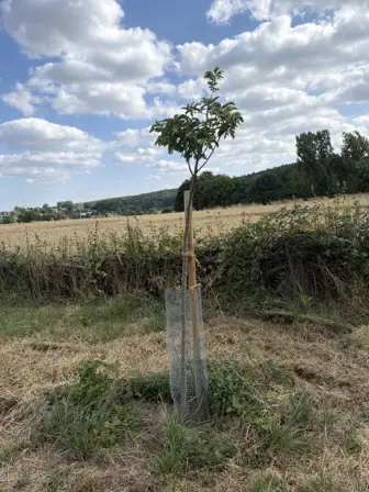 Foto treephoto-h0x2cnigk61lh26owxbh407n.jpeg