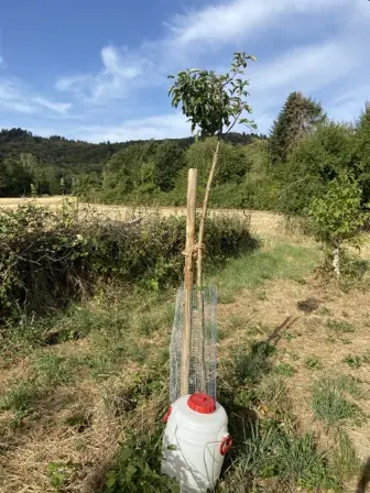 Foto treephoto-ipdhlbvqr79c3s8xeranqv6e.jpeg