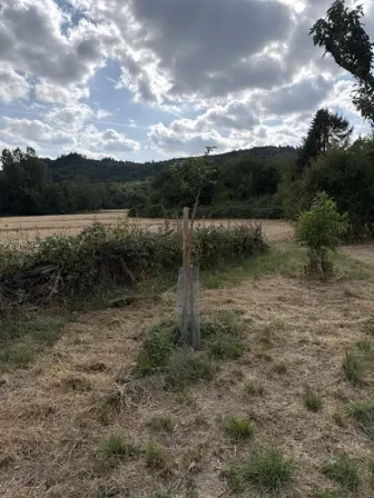 Foto treephoto-pk49lte85p4ww6rg47qkwb98.jpeg