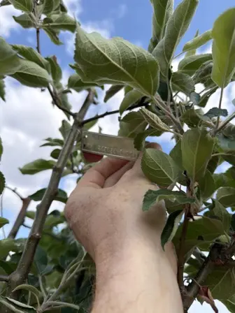 Foto treephoto-yj4161b7e5xqoxyku3hj4jlw.jpeg