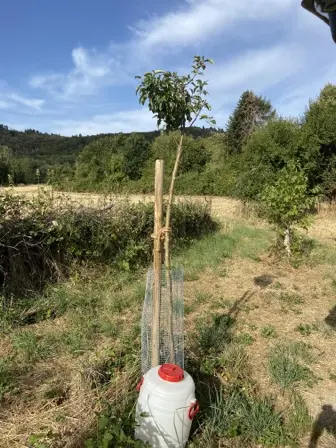 Foto treephoto-yolje6ksbi7ezbsj0vkus37t.jpeg