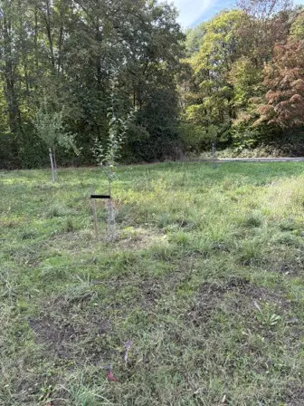Foto treephoto-bpf5yphxcdqicraib7zezkdn.jpeg