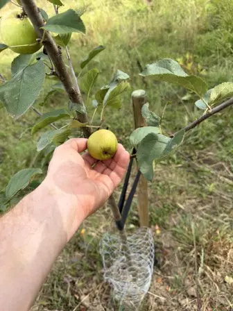 Foto treephoto-fqffy7qipztb0vpbc8b0gatk.jpeg