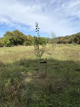 Foto treephoto-t38v5tv3yjehxzsox0u1m6lp.jpeg