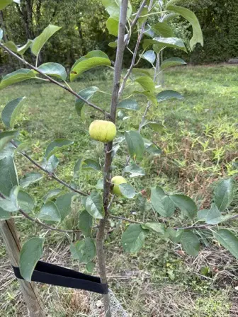 Foto treephoto-ugixq2sjl9phana1p15r1j4a.jpeg