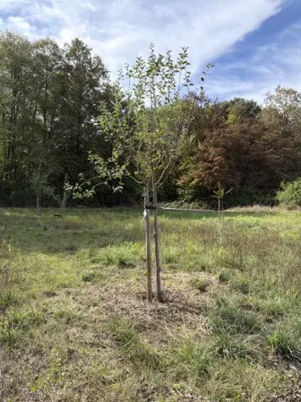 Foto treephoto-uv0jk6f0e8fudk0jf7tusb43.jpeg