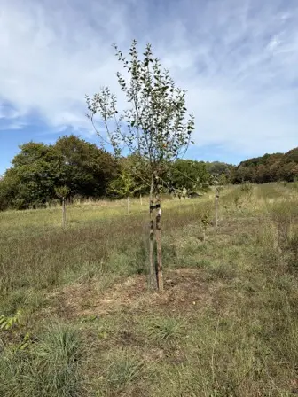 Foto treephoto-wgu2njrzgcspe2a7roj8viip.jpeg