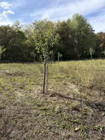Foto treephoto-dydsrke4r4pfdkmy7pmhrhh9.jpeg