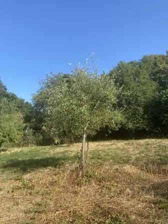 Foto treephoto-bq0km8r5rgnwh0sdflnfklop.jpeg