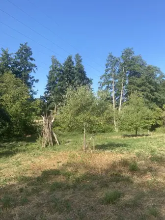 Foto treephoto-clhw9xah0viq1fp6pdm7tmf9.jpeg