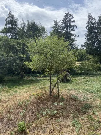 Foto treephoto-eosr6ubl4hfda42yj0q9jhnz.jpeg