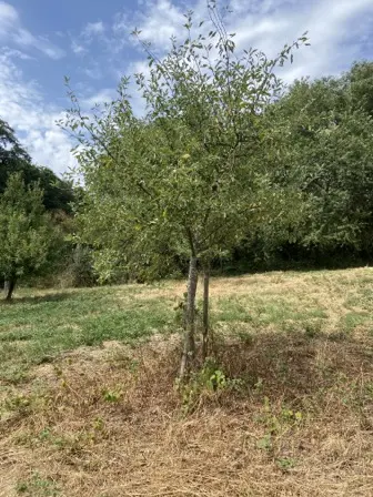 Foto treephoto-frw2n0q700ou3onomfm8zpyo.jpeg