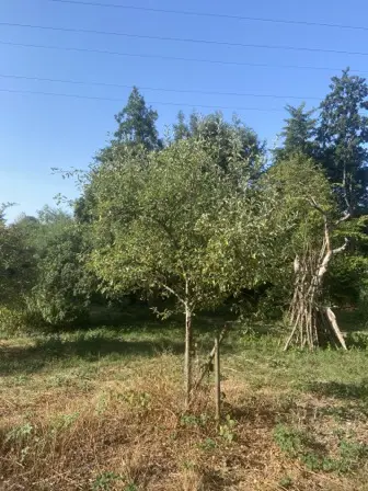 Foto treephoto-p8e1bjr7h4ln3zvit5jn51ml.jpeg