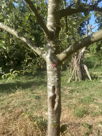 Foto treephoto-ssozuyjkknvyqavozhn8ivwk.jpeg