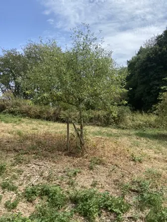 Foto treephoto-wnptg7opc2neqxo7uhes0v1t.jpeg