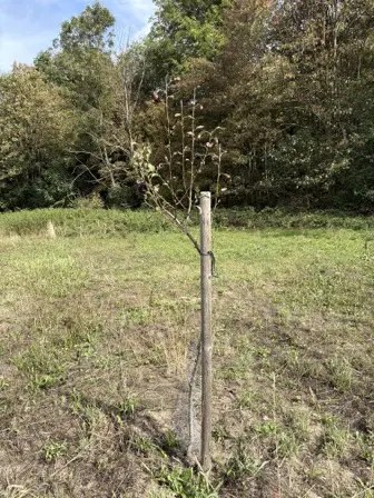 Foto treephoto-gfrfou8xeoxnmzzmdl7kcytu.jpeg