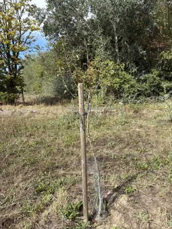 Foto treephoto-s0lcyhoxq57z9l488ktiolw2.jpeg