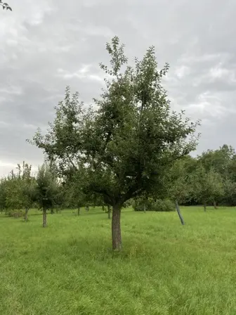 Foto treephoto-lz1gakd79r6sp8drpueln2n5.jpeg