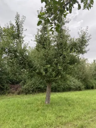 Foto treephoto-n6h15s118d35ai63gn1s74c1.jpeg