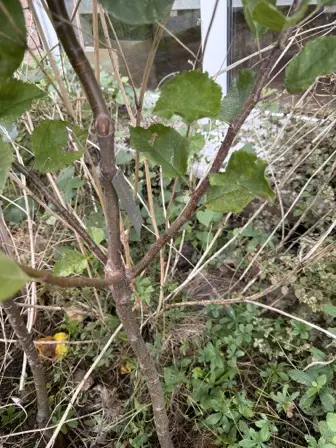 Foto treephoto-g268hei6c3bua5utv7pik2g1.jpeg