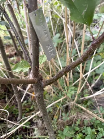 Foto treephoto-jqqoydm0obc4vgdasj3275wg.jpeg