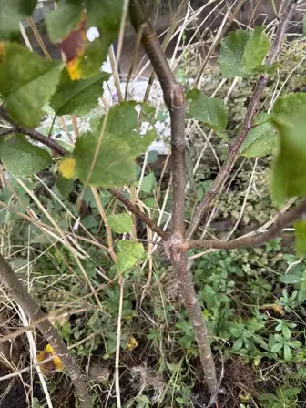 Foto treephoto-jwizthkql15q5sw5zpoe3jo6.jpeg