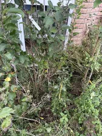 Foto treephoto-o3xmt46zwbsh1mh9mr09t9ui.jpeg